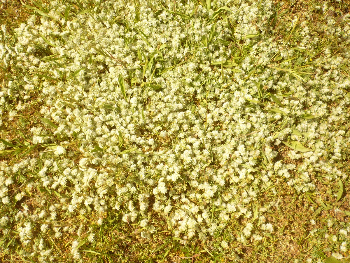 Paronychia argentea (Caryophyllaceae)